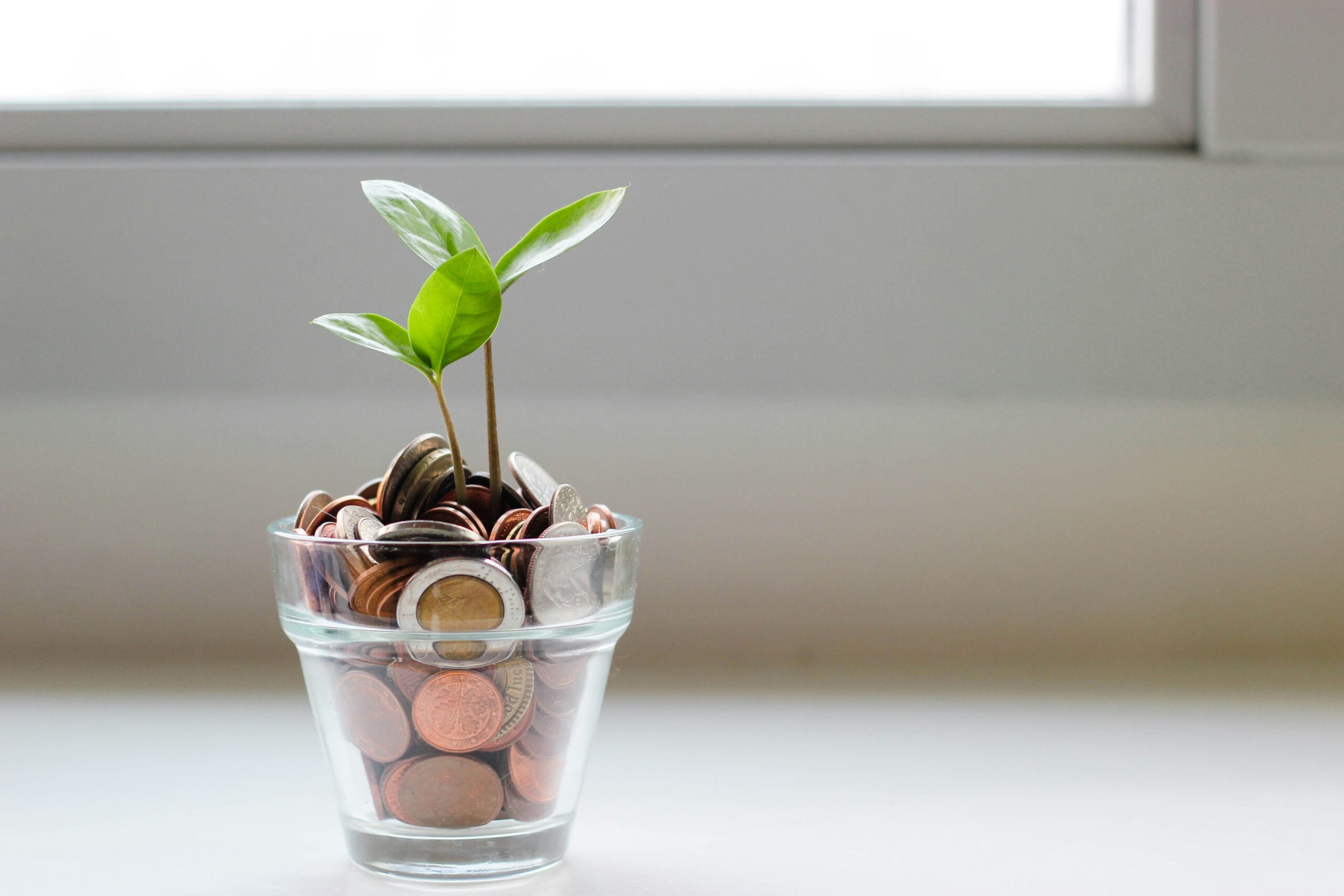 photo d'une plante qui pousse entre les pièces de monnaies